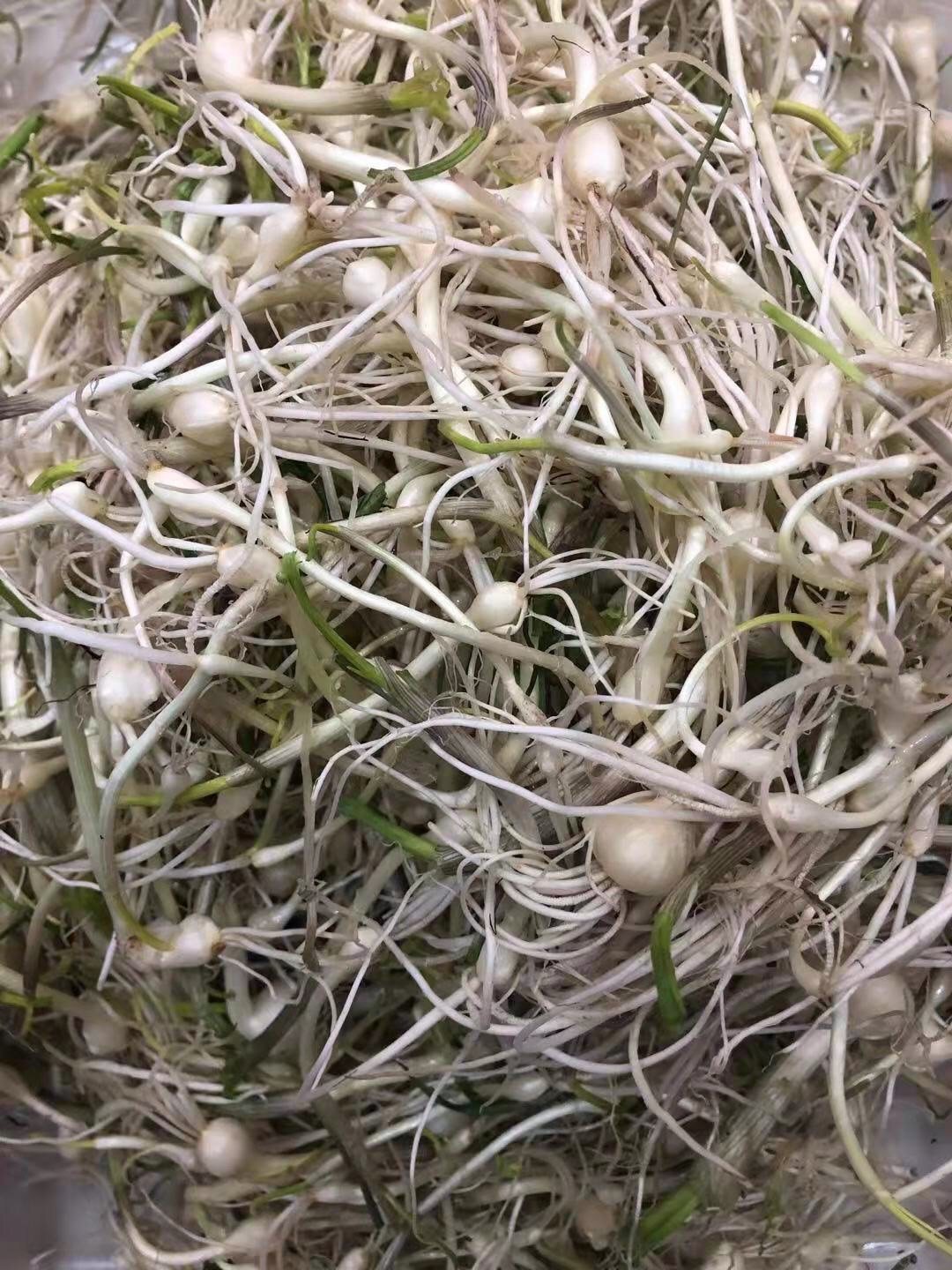 小根东北辽宁新鲜现挖野生山野菜菜大脑瓜嘣蹦其它