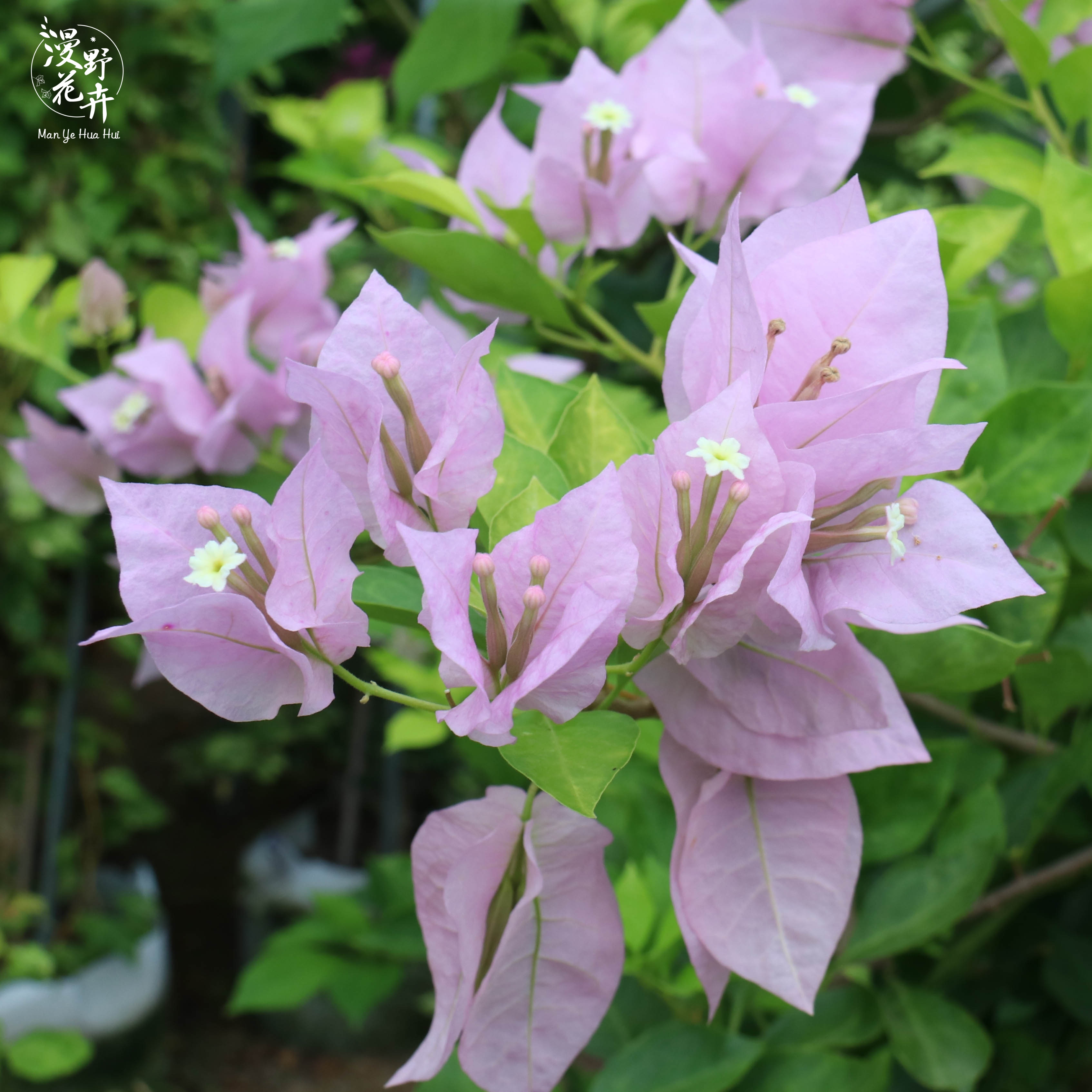 漫野花卉|三角梅金夫人扦插苗牙签苗长势快阳台庭院盆栽开花植物下载