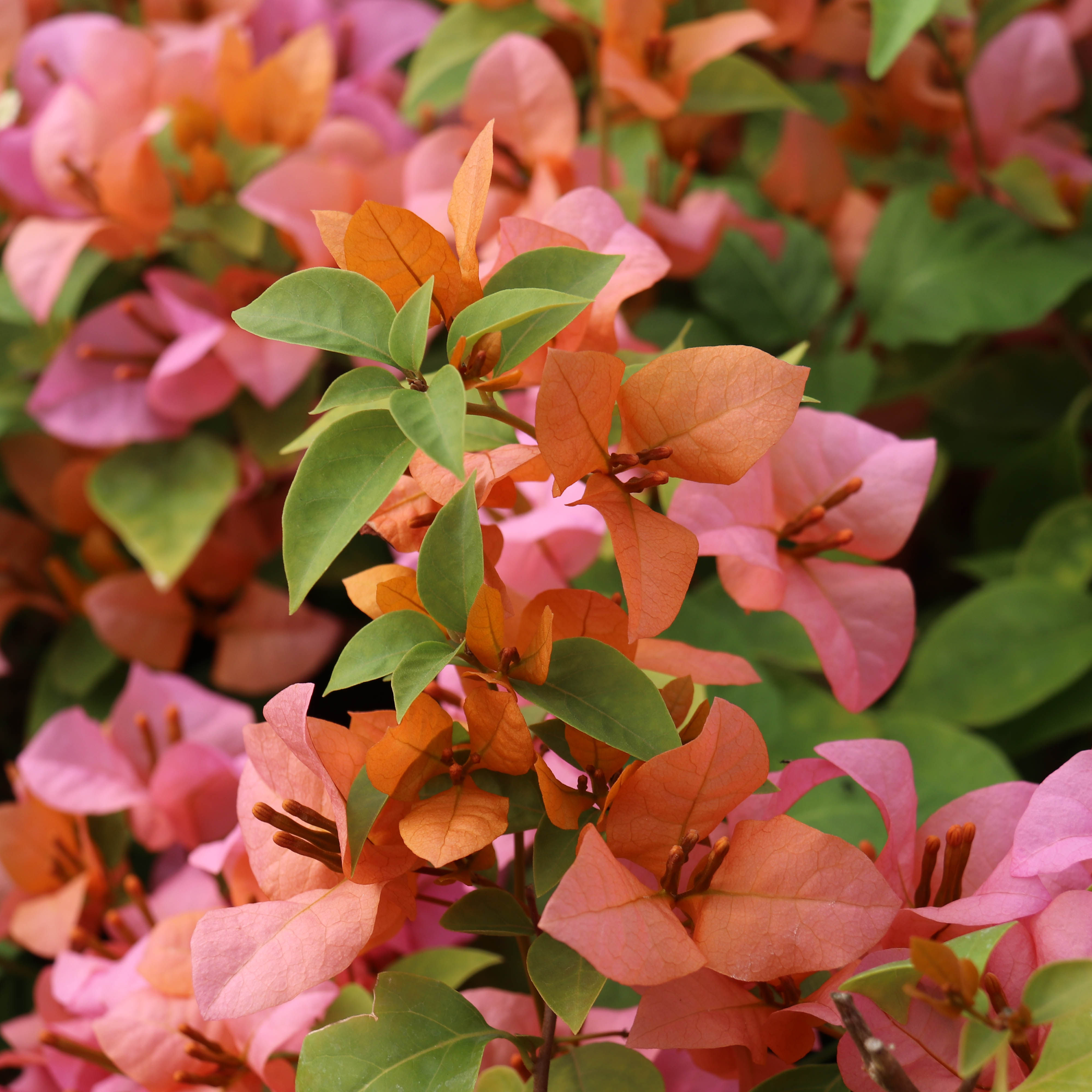 漫野花卉|三角梅金发女郎 扦插苗阳台开花植物盆栽喜阳勤花