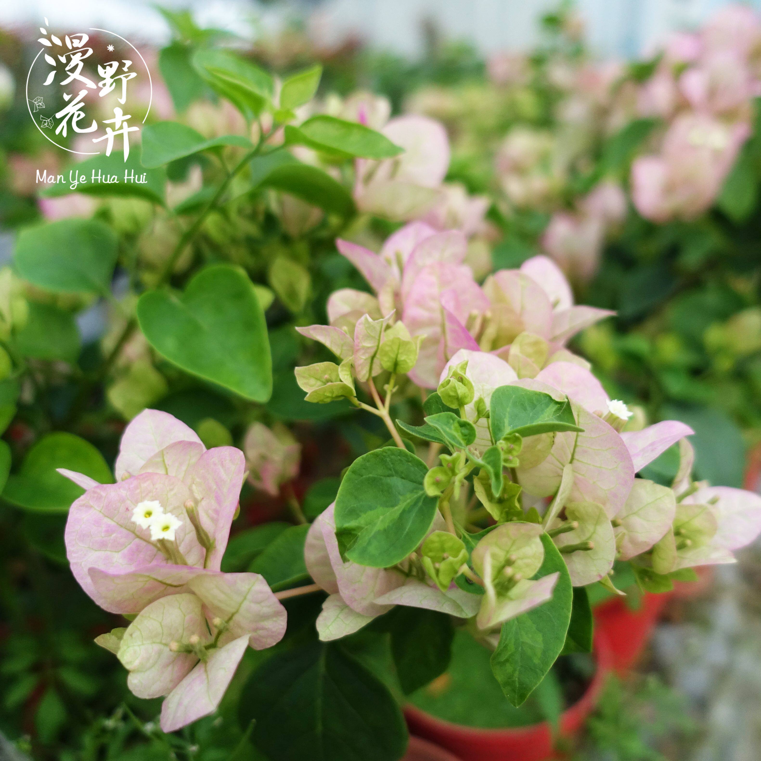 漫野花卉三角绿叶五宝扦插苗原盆带花发货楼顶花卉