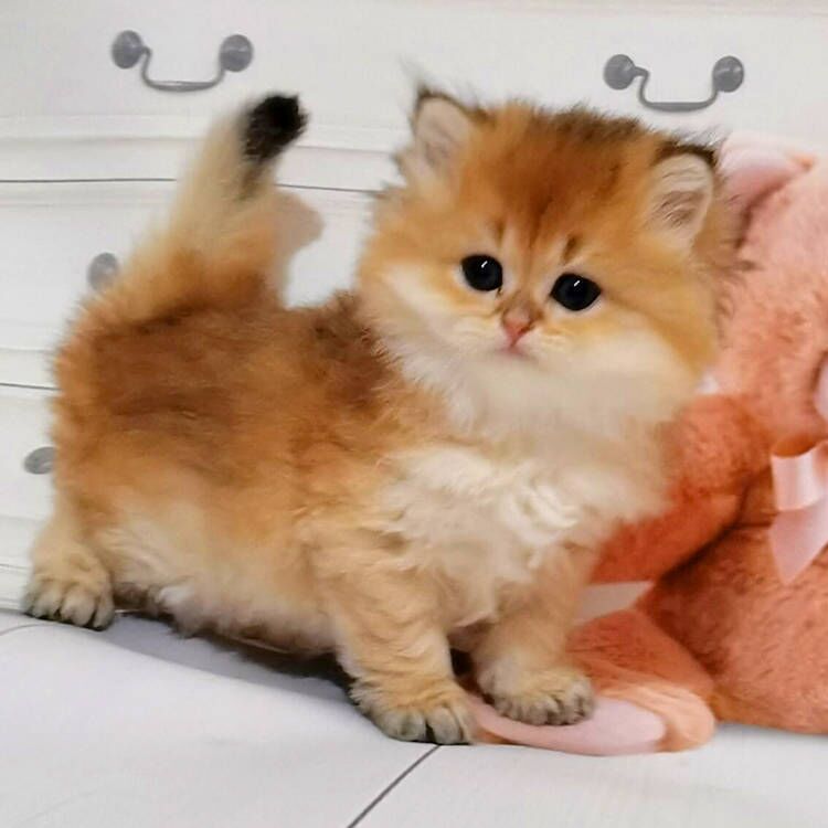长毛金渐层幼猫纯种金色幼崽英短宠物猫咪活体猫咪