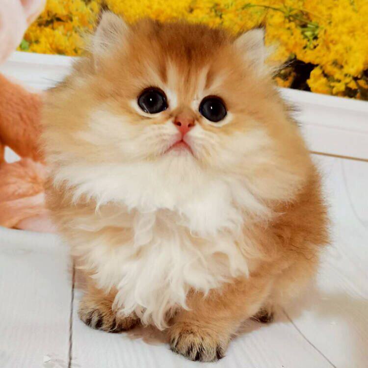 长毛金渐层幼猫纯种金色幼崽英短宠物猫咪活体猫咪