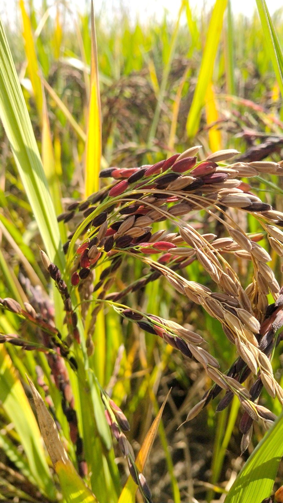 乌金金香黑米1斤东北吉林土黑五谷杂粮粳米稻米黑米
