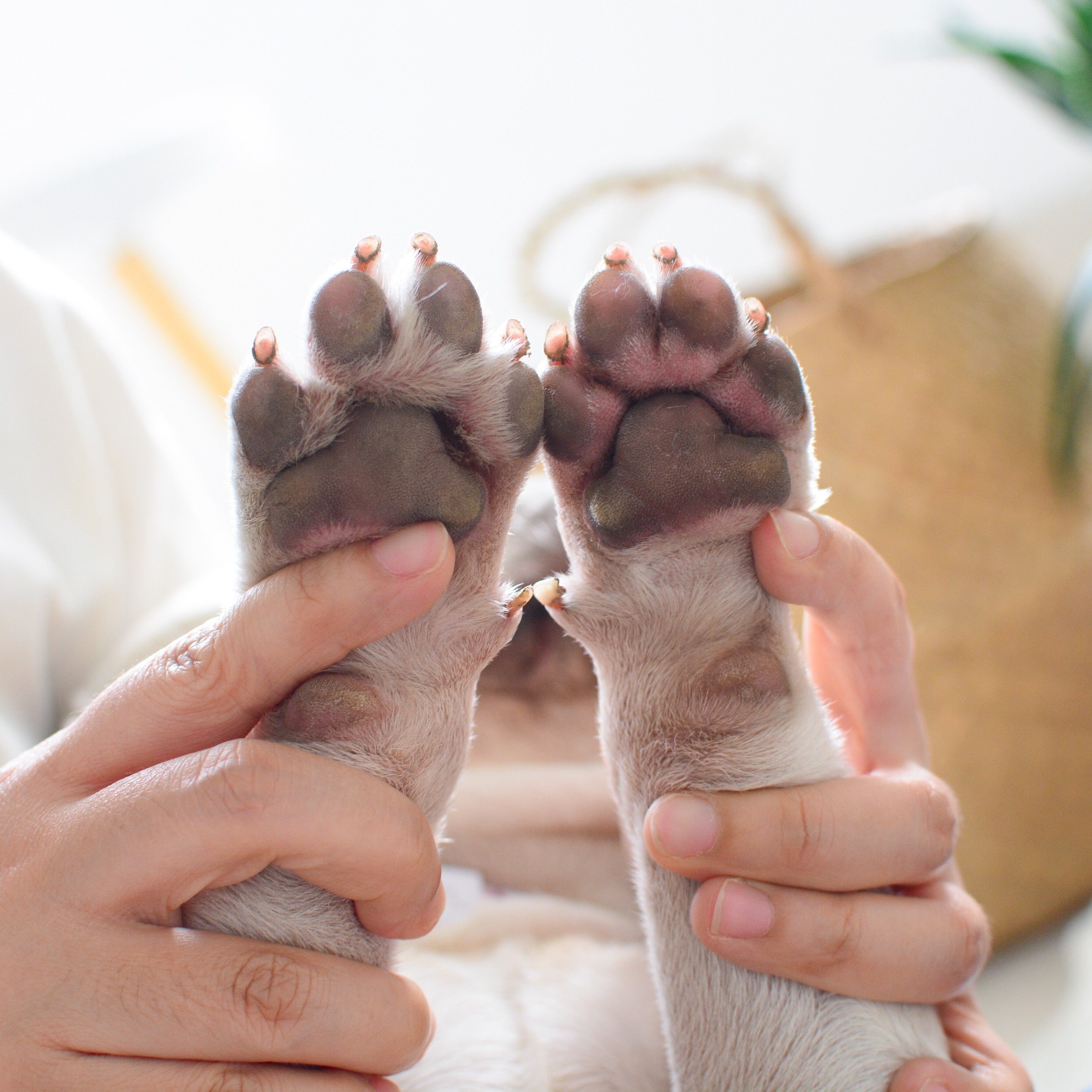 狗狗去除脚底猫咪神器毛神器剃毛剪修电推泰迪电推剪