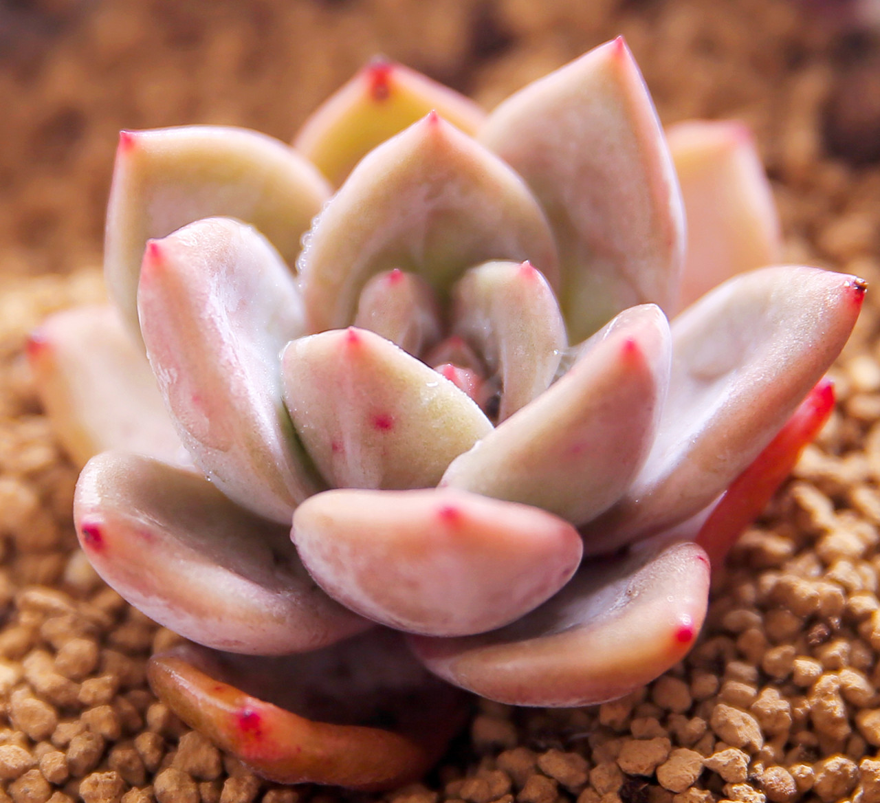 香槟进口多肉精品植物盆栽办公室绿植花卉桌面多肉植物