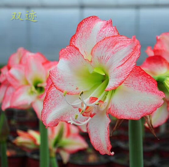 预订11月底双迹荷兰进口朱顶红种多年多年生生球根种球