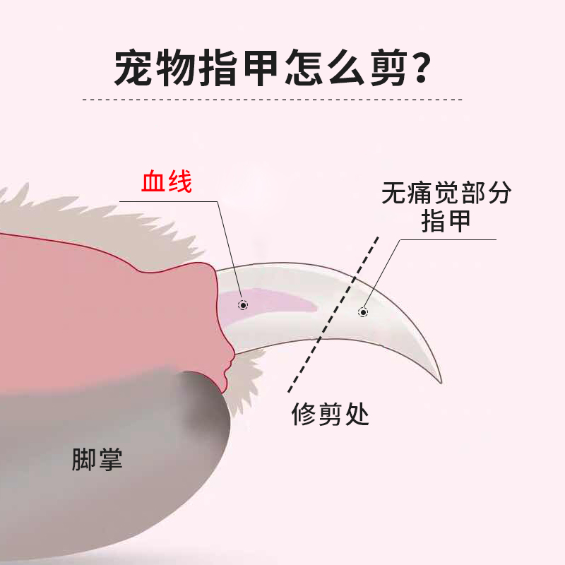 猫指甲剪怎么用图解图片