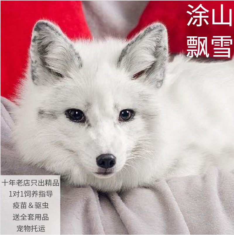 宠物狐活体冰岛狐白化赤狐熊猫狐北极白狐雪狐火狐白金狐宝宝预定