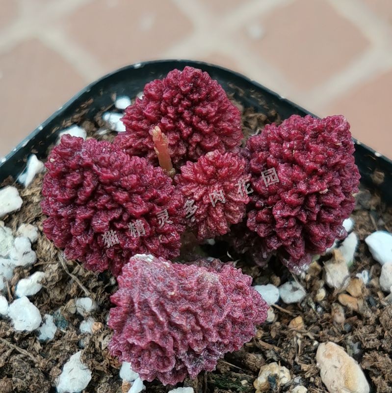 包邮植物绿植一拍一物老桩天锦章水泡多肉猫精多肉植物