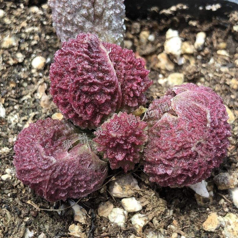 包邮植物绿植一拍一物老桩天锦章水泡多肉猫精多肉植物