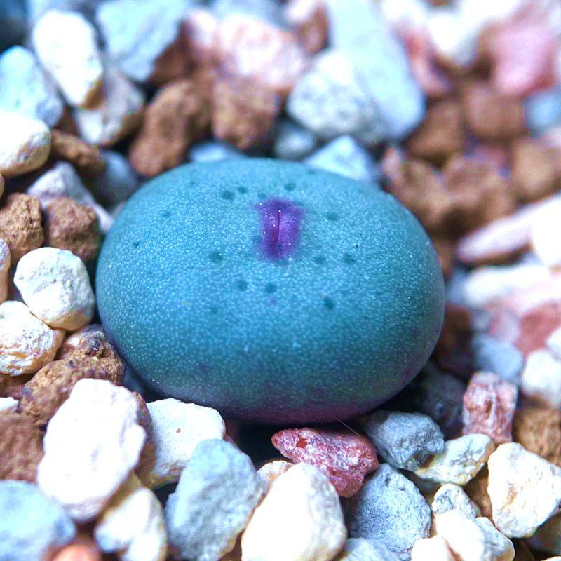 1380b红嘴肉锥2年番杏萌系绿植植物阳台好养多肉植物