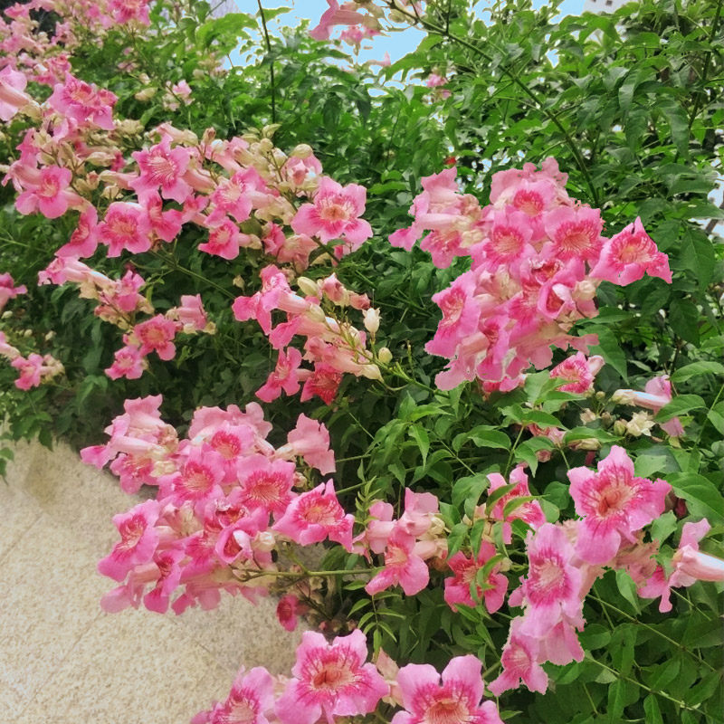 美国凌霄花苗粉色爬藤植物四季开花耐寒庭院时令草本花卉