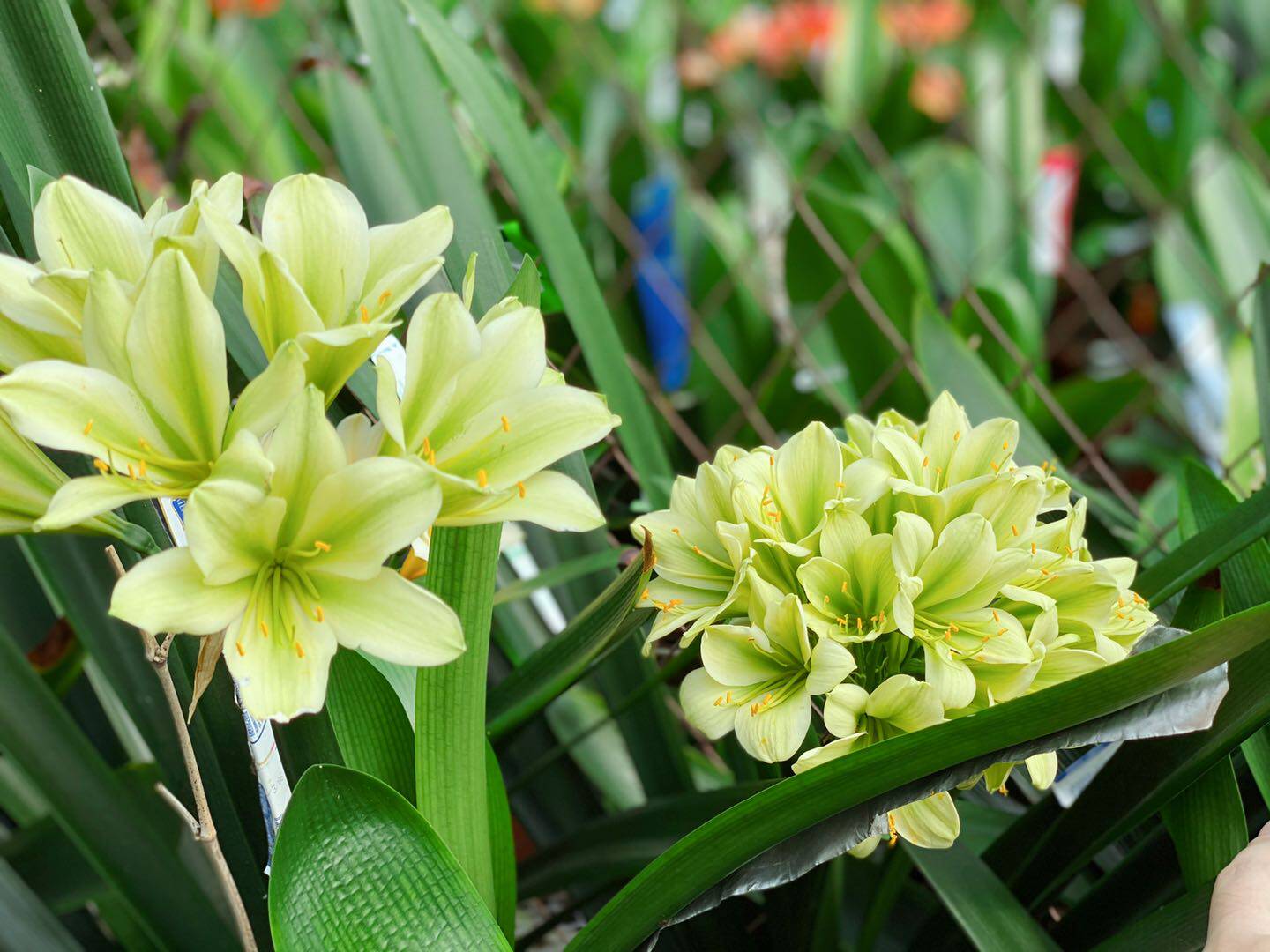 国宝级精品品绿花君君子兰查尔斯细长叶纯绿裤小苗绿植