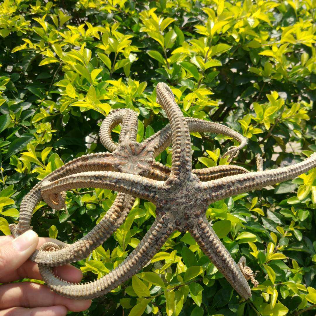 直销 正货鲨鱼鞭 北海特产海宝泡酒料 海洋中药材 强身健体1根