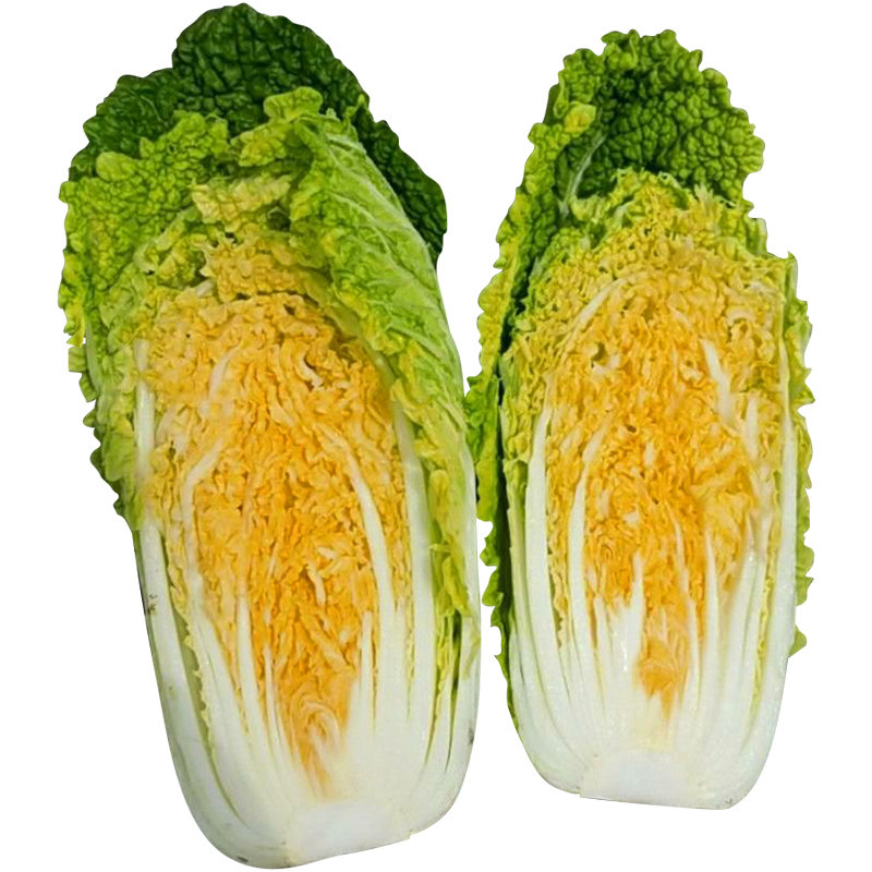 种子菊红红心大白菜早熟黄心白菜家庭菜园盆栽家庭园艺种子