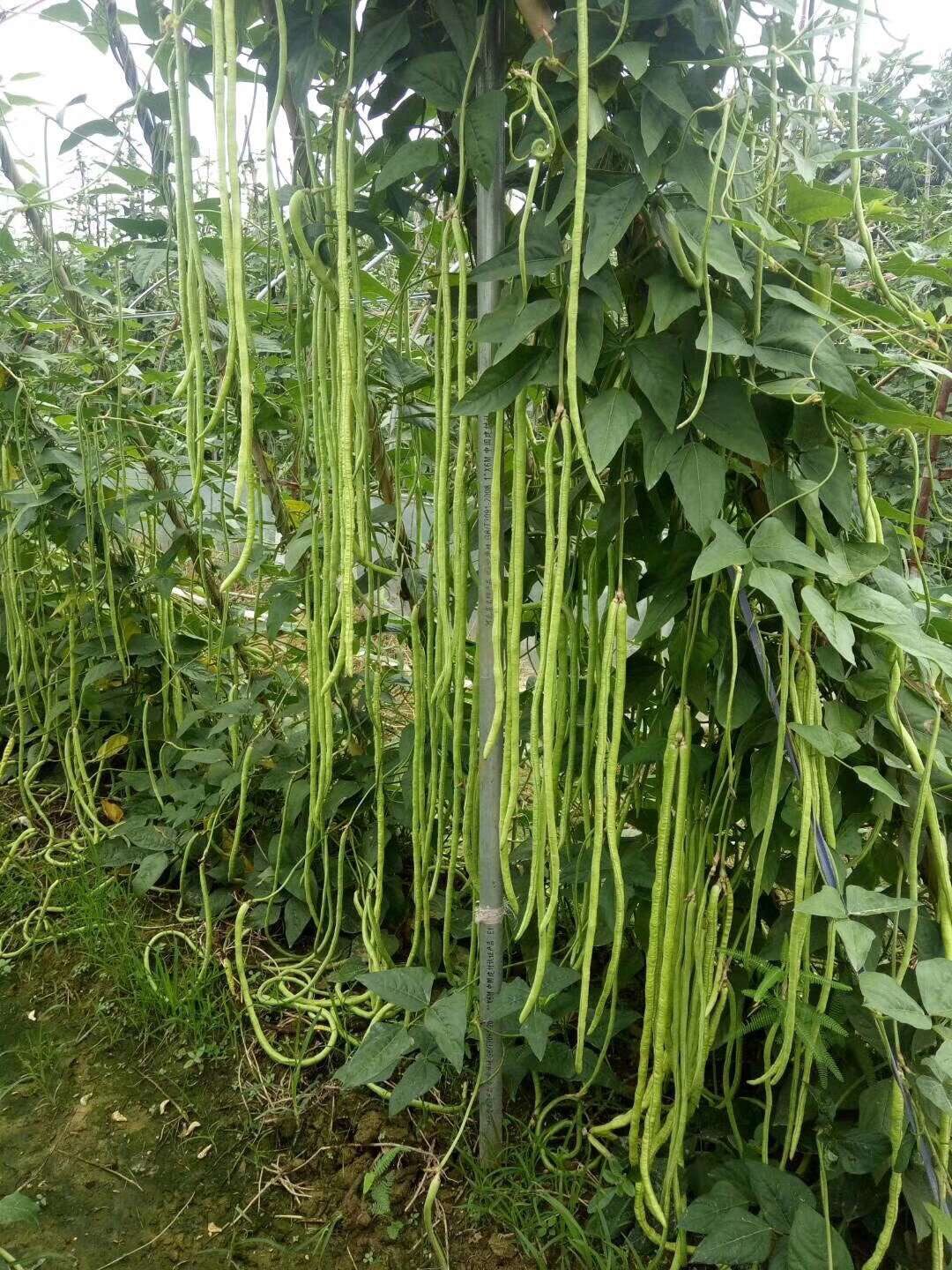 种子压塌架豇豆豆角抗病早熟高产菜园菜农蔬菜家庭园艺种子