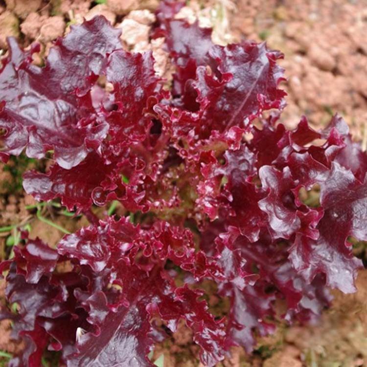 生菜种子南韩紫秀蔬菜大叶紫叶紫色家庭园艺种子