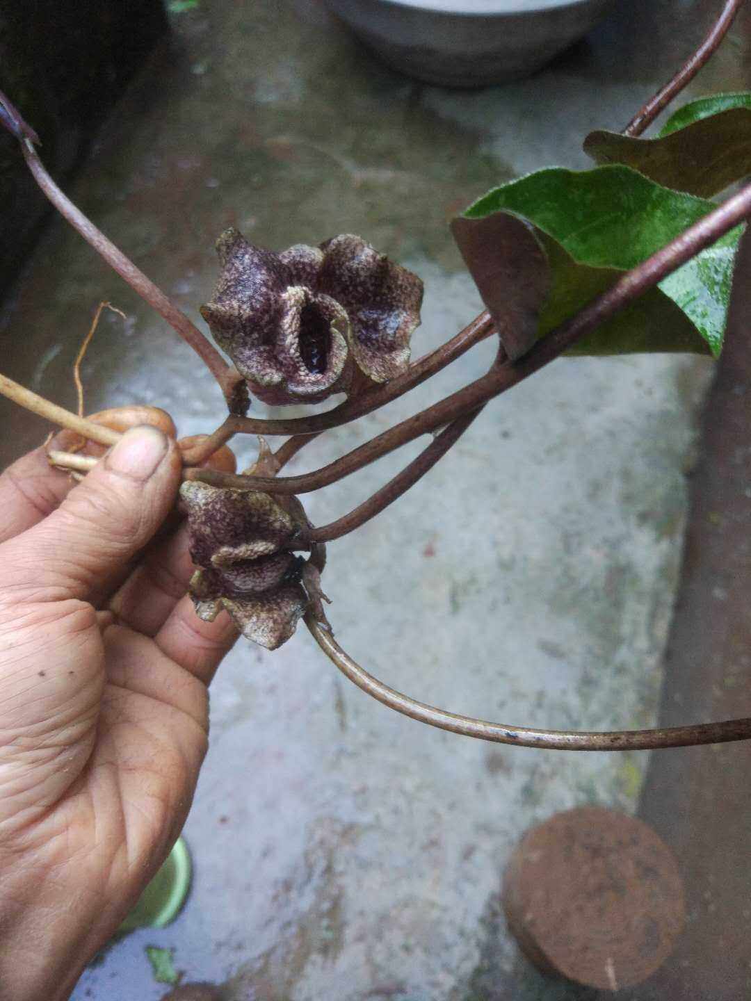 四川土特产细辛野生药材种苗种子新鲜全草观赏药用盆栽花卉眉山
