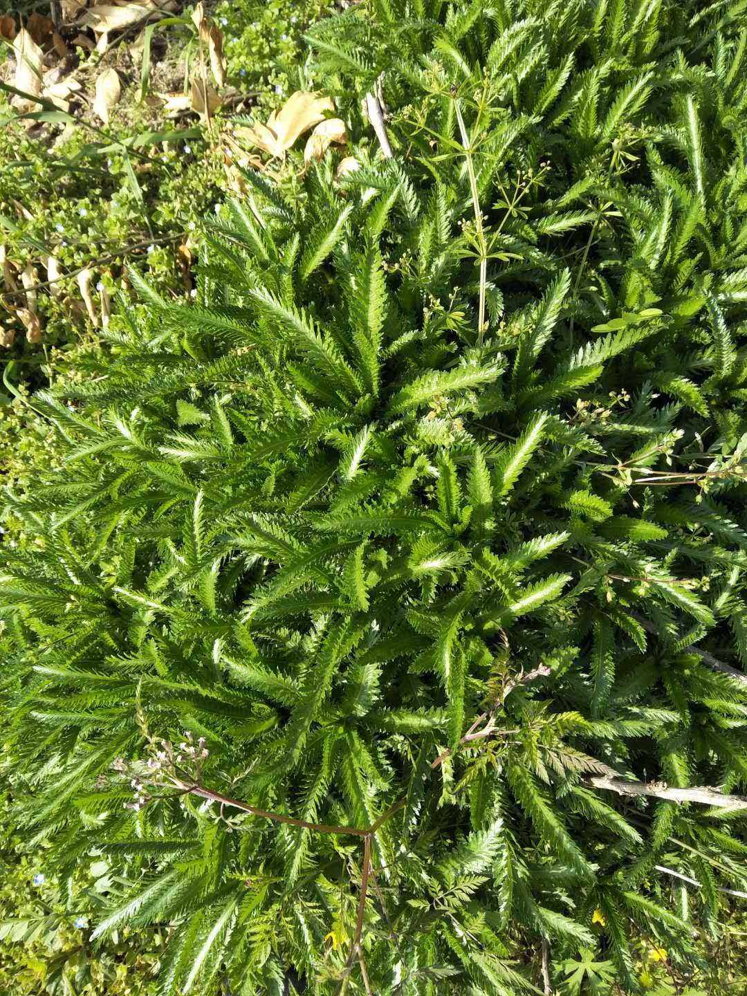 蓍草华中植物观赏药用盆栽花卉药材种苗种子新鲜全草野菜中草药