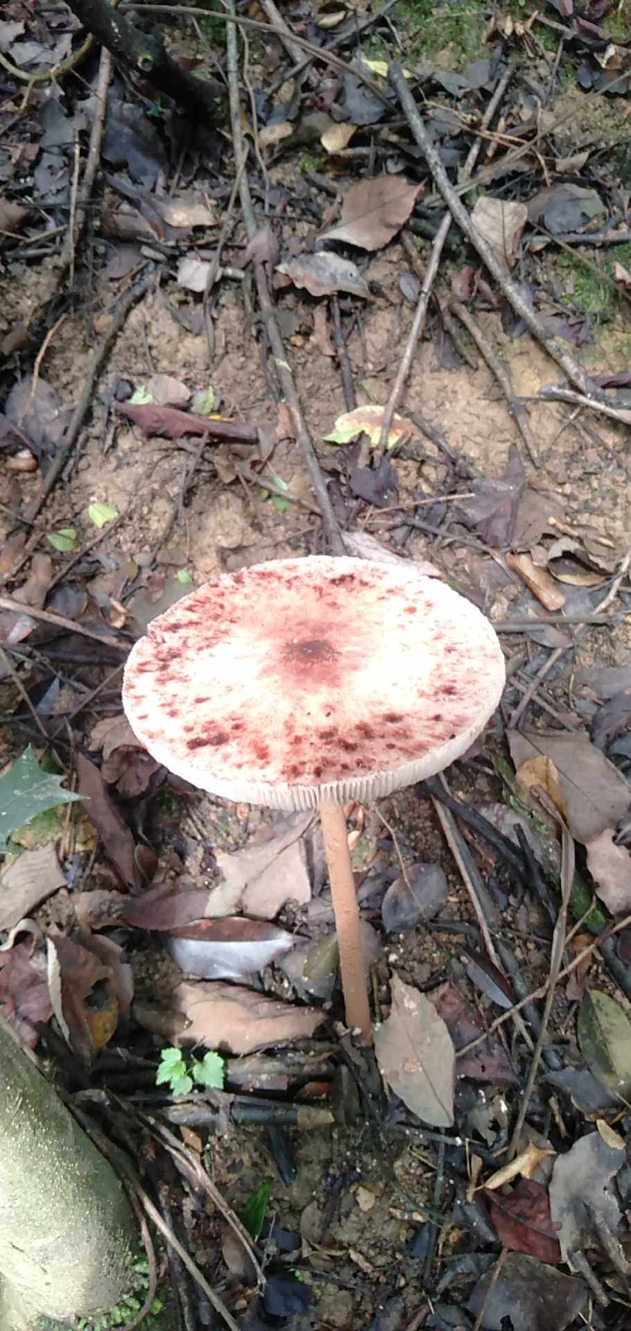 大环柄菇白地耳野生菌类大全药材种苗