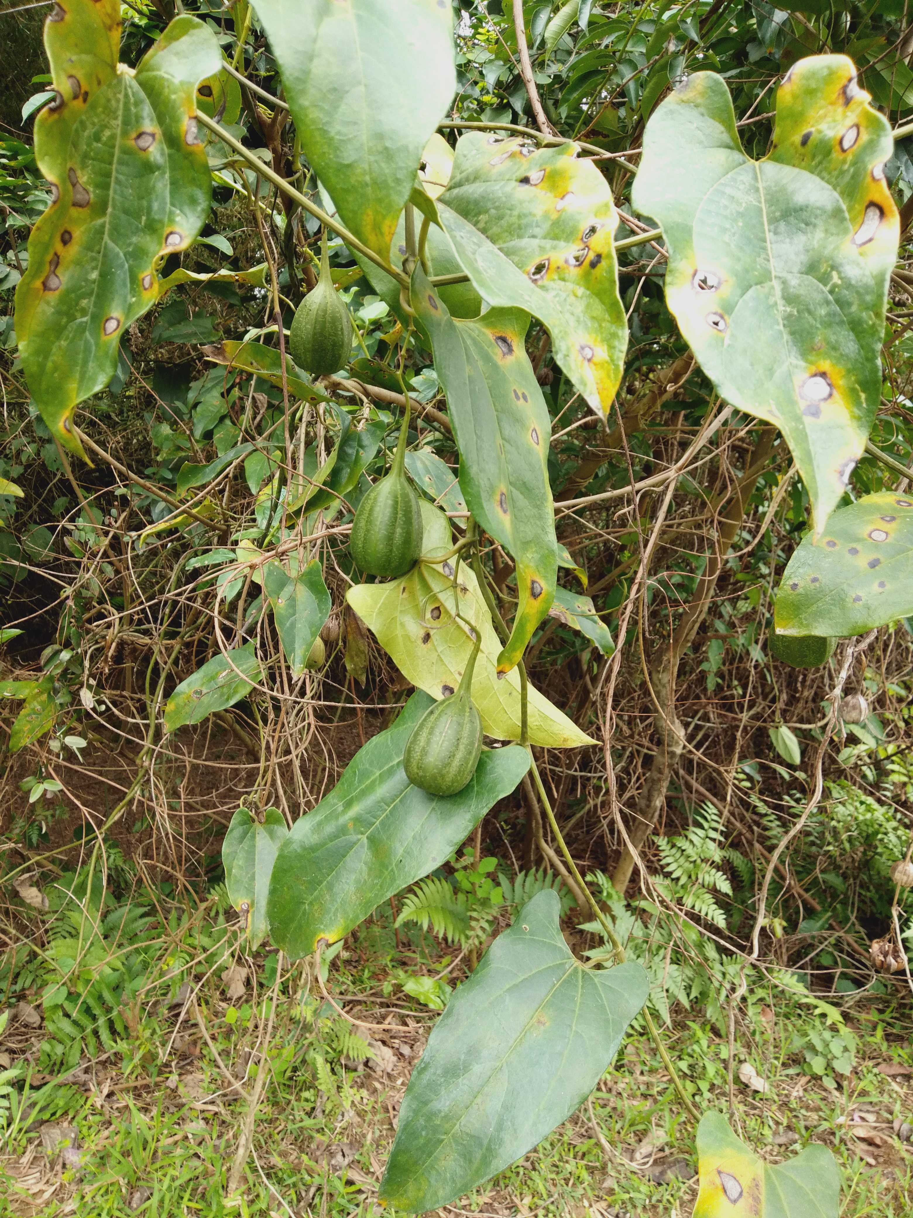 马兜铃药材种苗种子新鲜全草观赏药用盆栽花卉园林绿化苗木广东