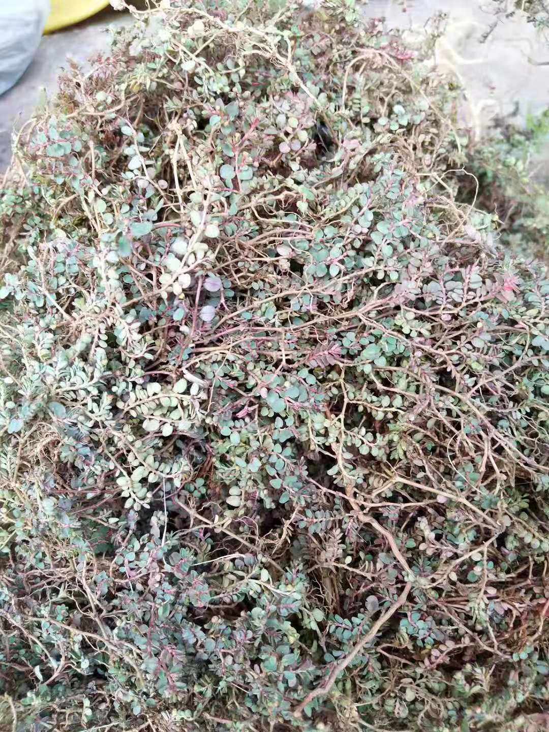 千根草地锦草乳浆草中草药材种苗种子绿化苗木园林野生铺地植物