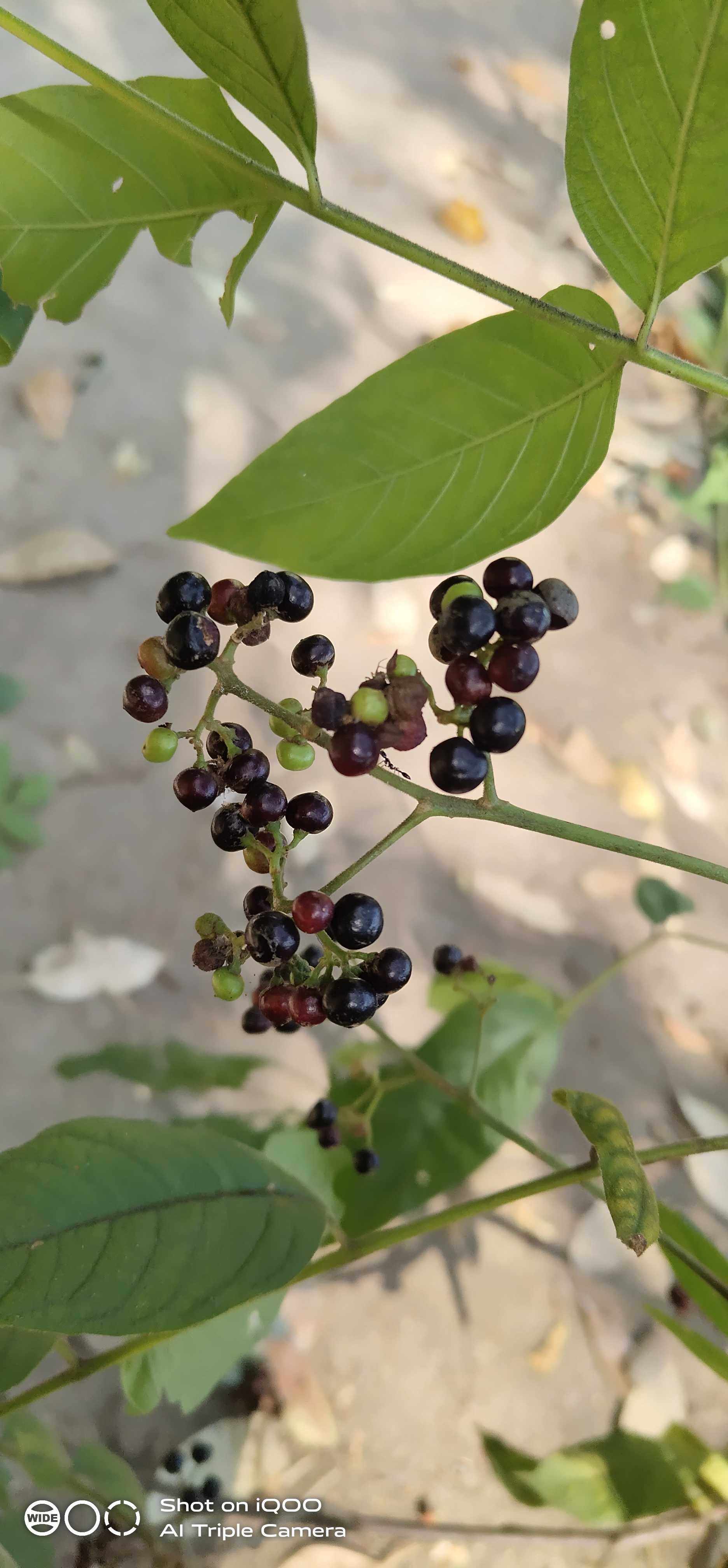 浆果楝野生中草药材种苗种子亚罗椿苦木园林绿化苗木灰毛罗汉香