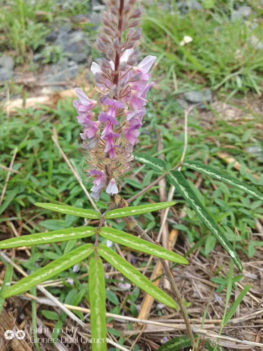 狸尾草的作用图片