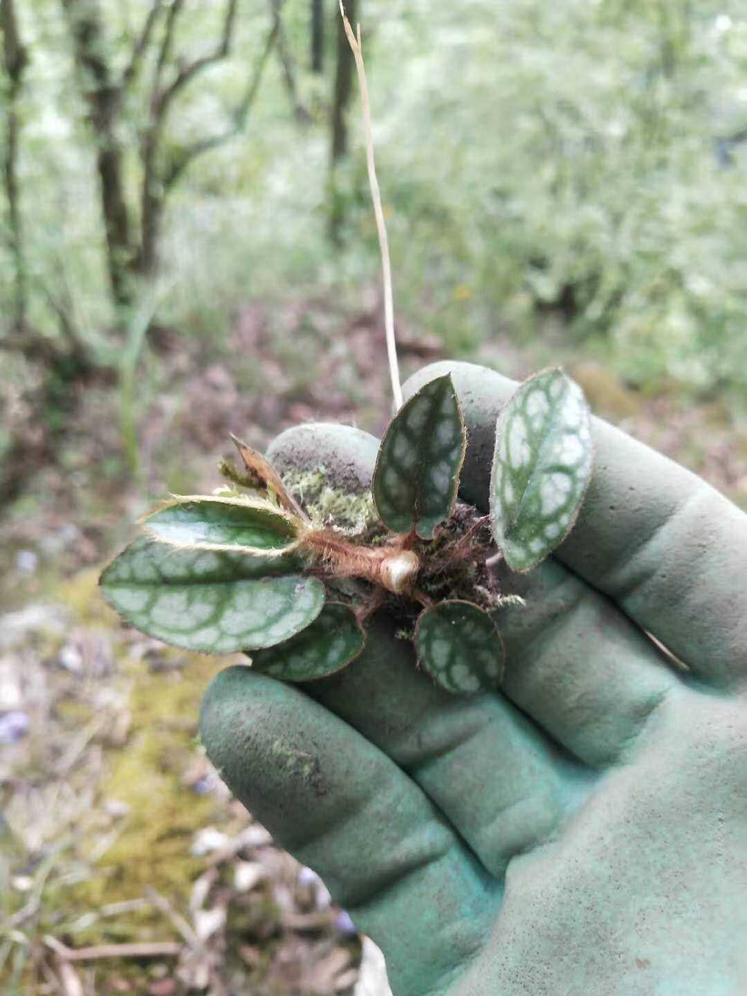 花叶兔耳观赏药用盆栽花卉药材种苗种子新鲜药材种子