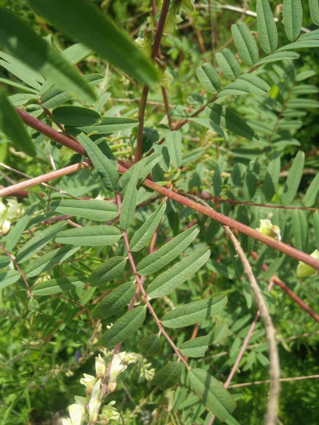 野生红芪黄芪豆科植物中草药材种苗种子观赏药用盆栽花卉西北特产