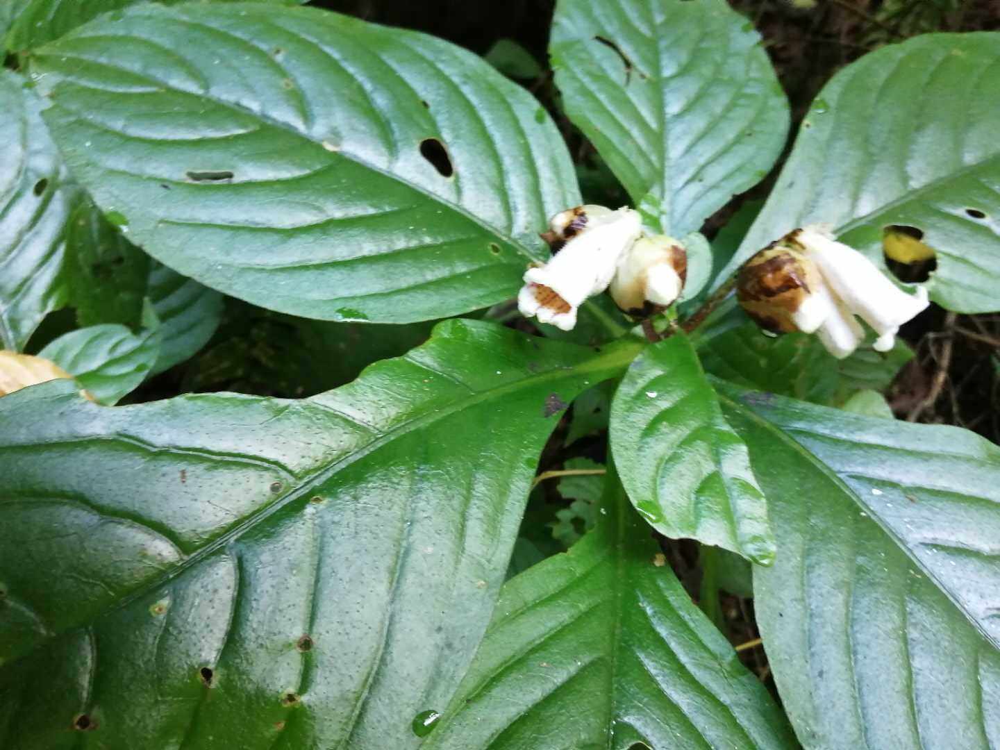 半蒴苣苔降龙草观赏药用园林绿化植物盆栽庭院家居中草药材种苗
