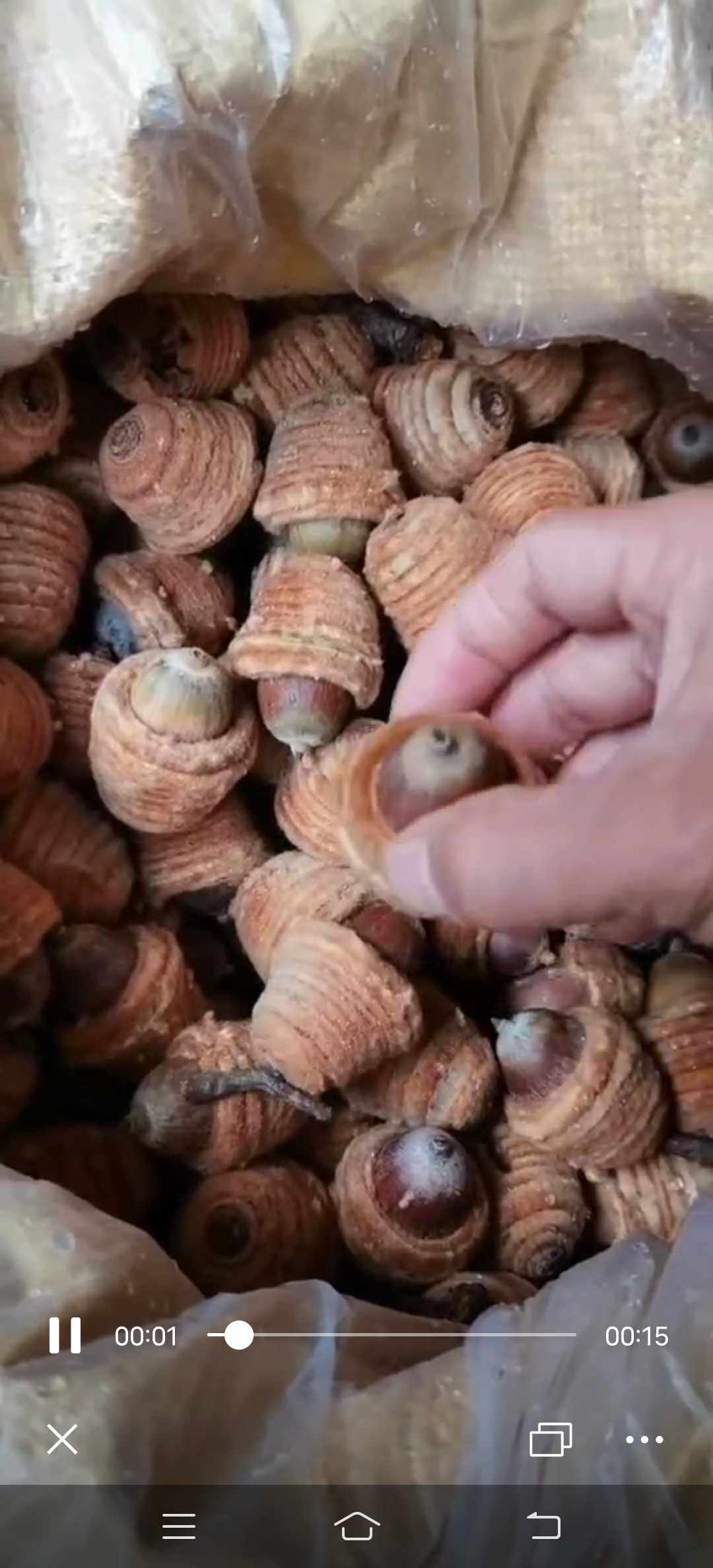饭甑青冈壳斗科植物野生中草药材种苗种子观赏药用乔木回春草