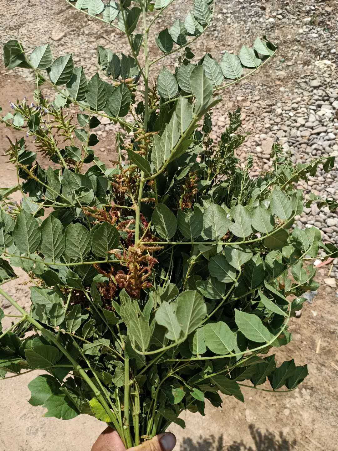 洋甘草野生中草药材种苗种子观赏药用盆栽花卉食材枝条根部全新鲜