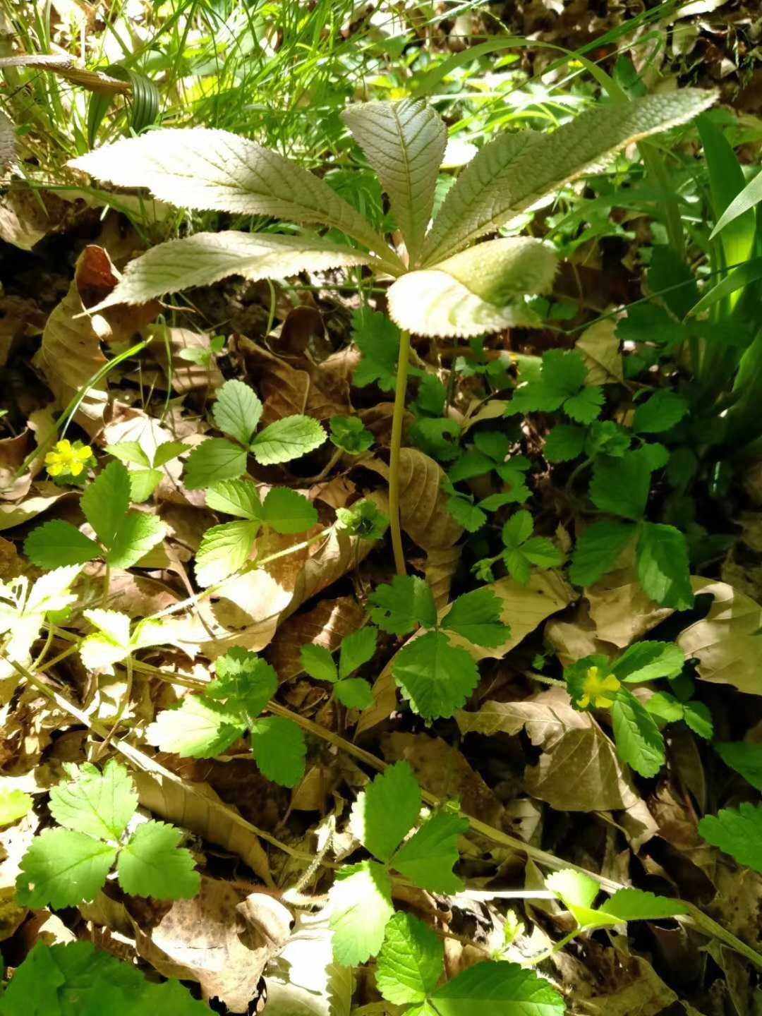 岩陀毛头三七血三七七叶鬼灯檠叶子根部新鲜全草药材种苗种子