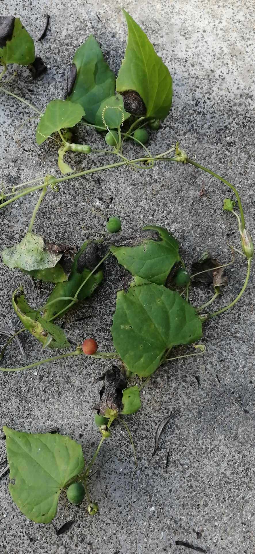 红果果红球球葫芦科纽子瓜钮子瓜观赏药用野生中草药材种苗种子