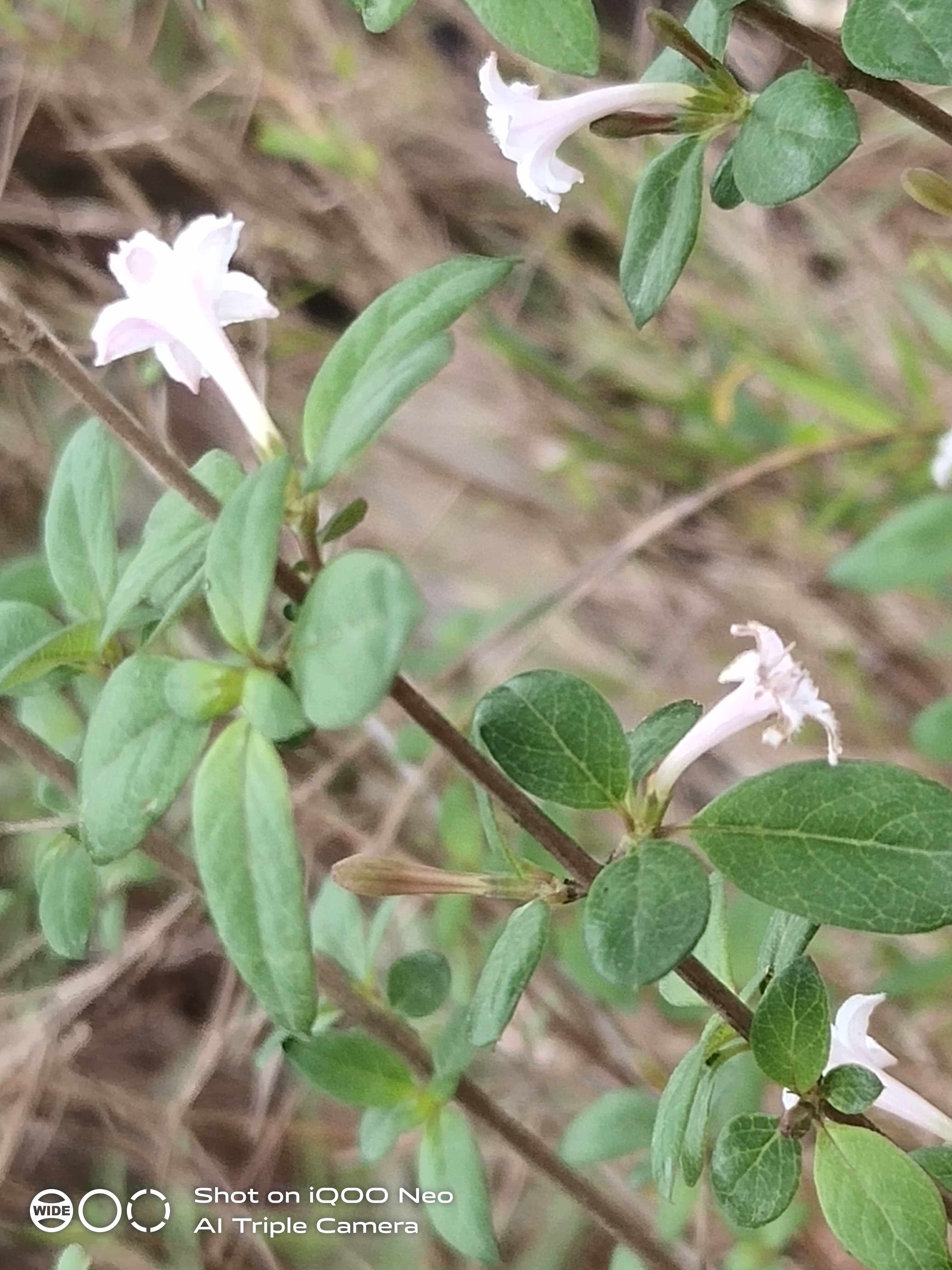丁香草科观赏药用盆栽花卉药材种苗种子小灌木药材种子