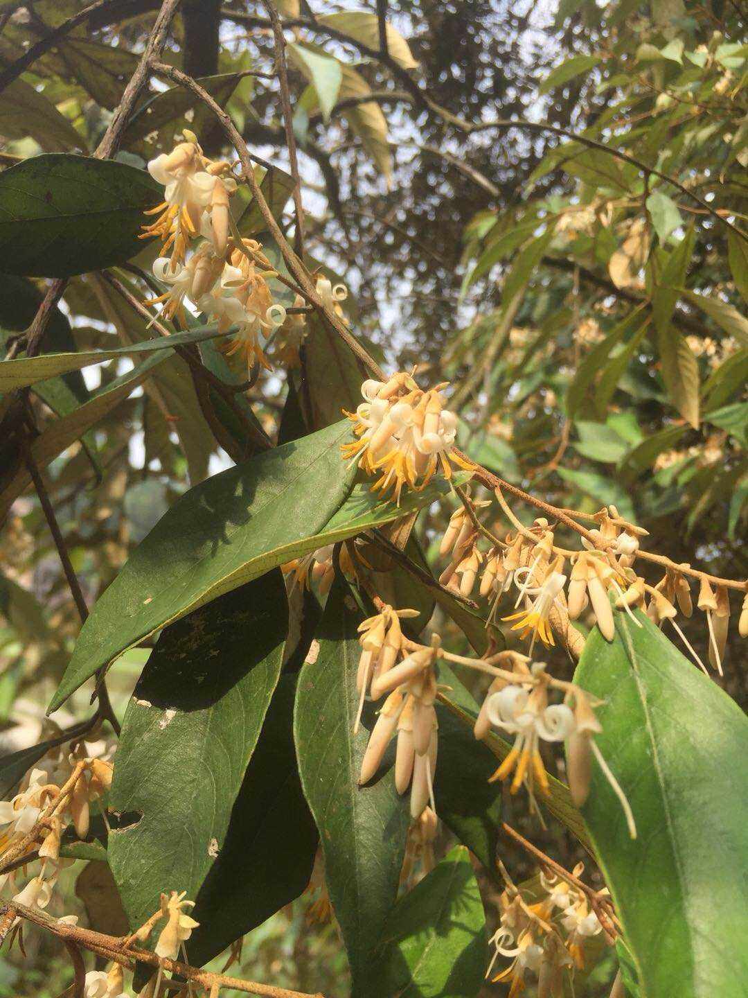 栓叶安息香科植物观赏药用乔木药材种苗种子绿化苗木园林植物园