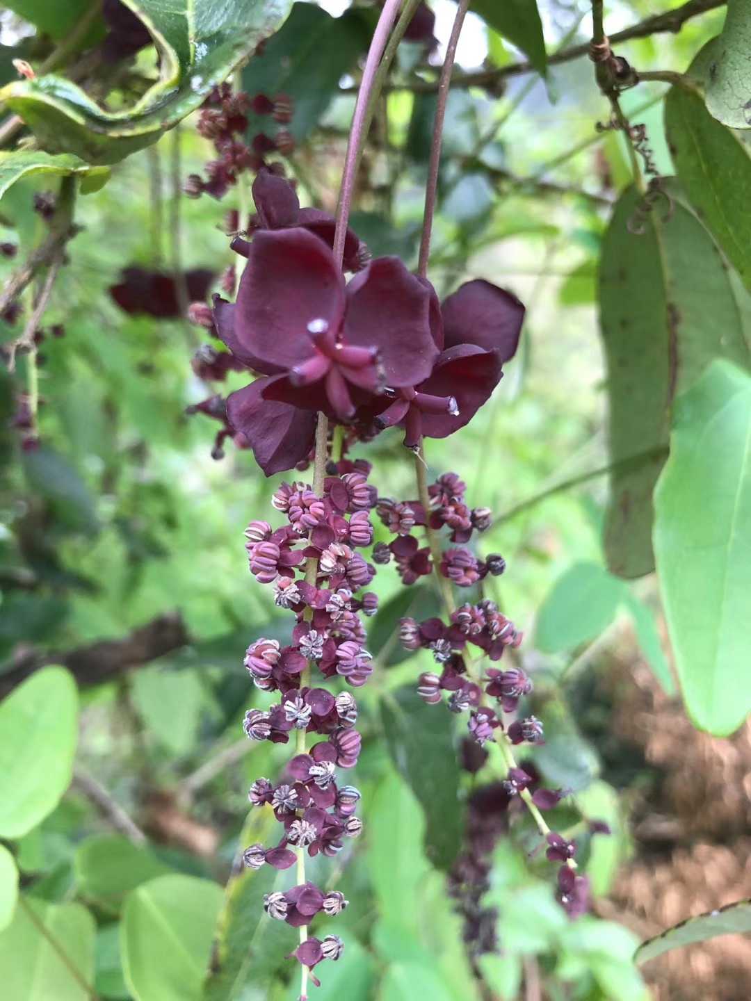 观赏药用爬藤植物灌木八月瓜野生水生水果果苗药材种子