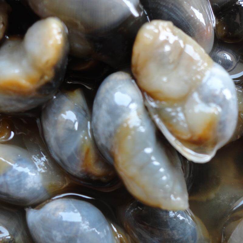 无沙鲜活醉螺特产宁波海鲜舟山黄泥新鲜活香辣泥螺