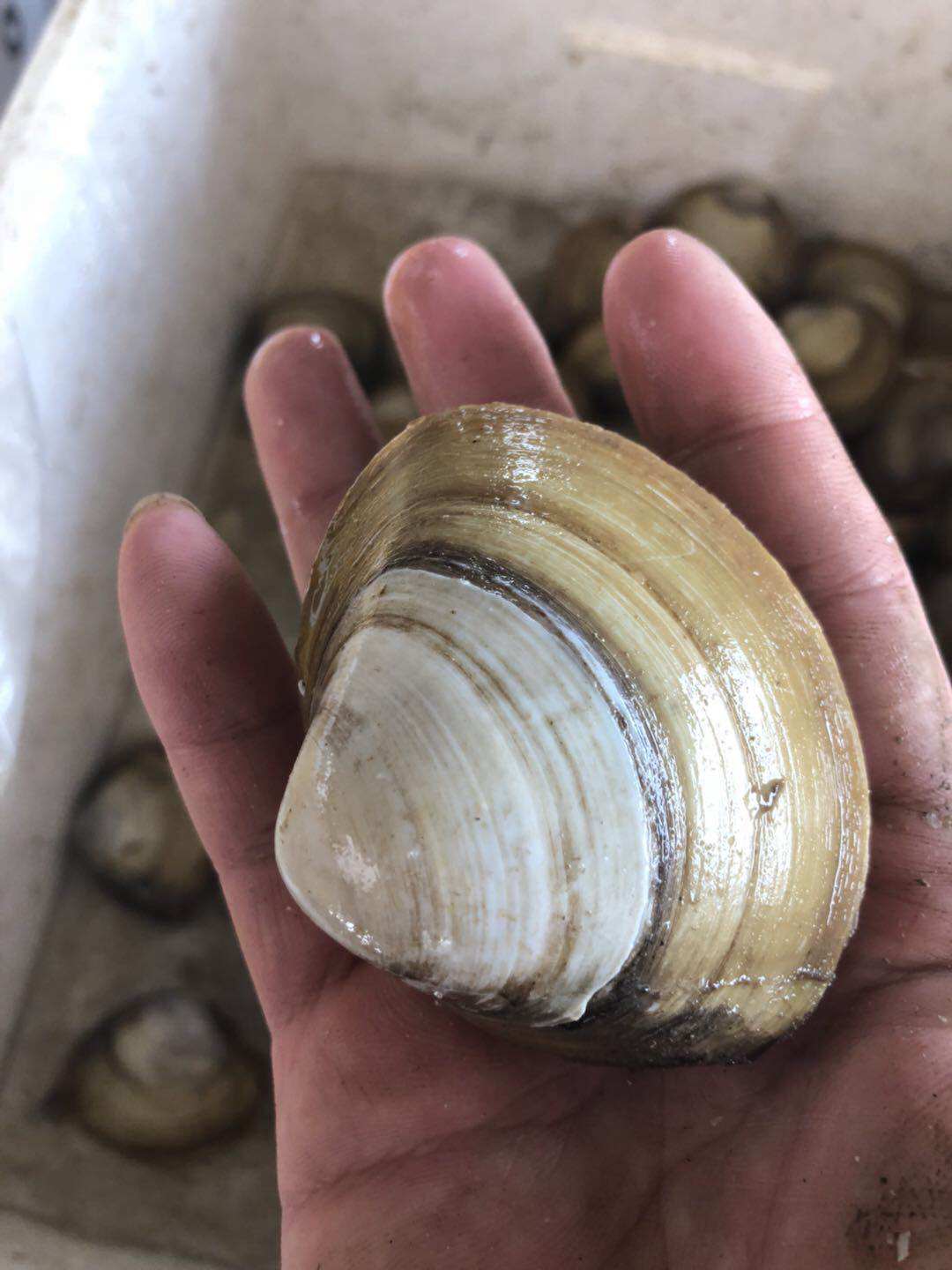 北极鲜活贝刺切片内脏新鲜即食超大鲜贝贝原北极贝