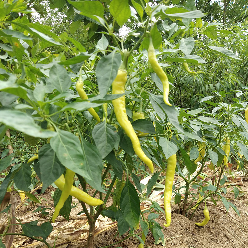 辣椒龙游衢州3斤尖椒青椒特产美食采摘蔬菜辣椒