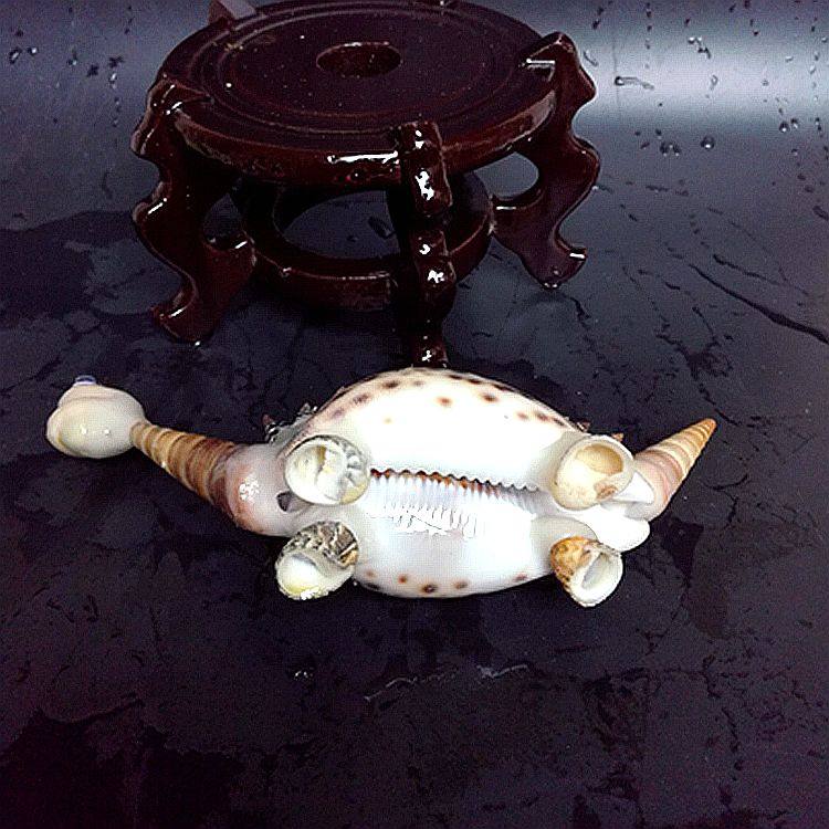 海螺贝壳工艺品恐龙幼儿园手工作业夜市地摊货源海螺