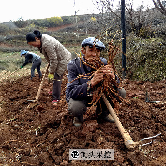 黄芪农家甘肃特级无硫北芪500克包邮特大黄芪