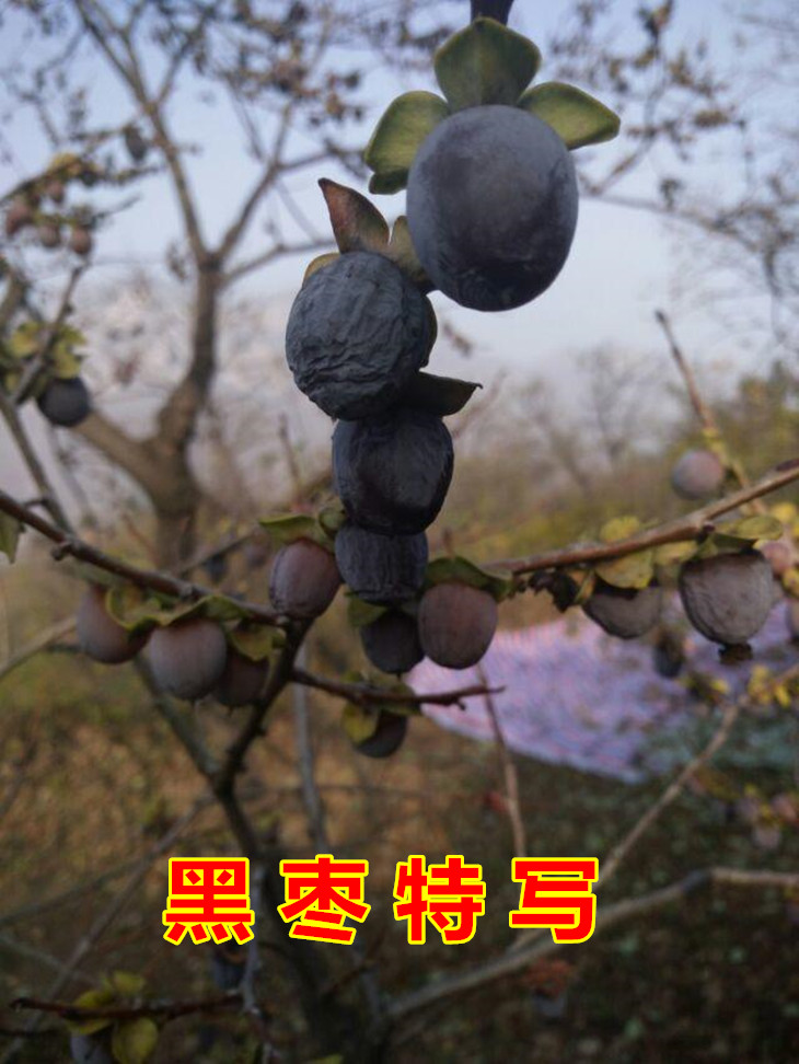 黑枣新货野生大黑君迁无核山西特产软枣柿子枣
