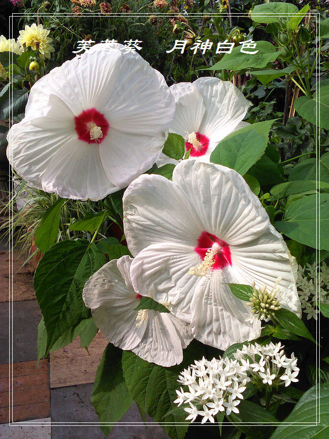 大花芙蓉葵月神 红叶芙蓉葵褐锦 12公分营养钵苗【翠绿园艺】