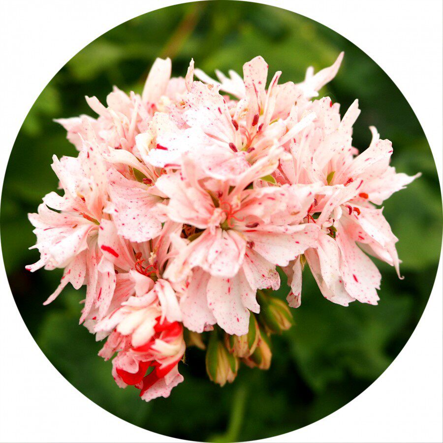 直立天竺葵花花苗朝霞四季开花盆栽世园花卉时令草本花卉