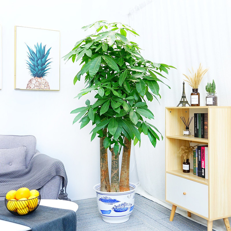 武汉开业乔迁前台步步高升发财树大型植物办公室客厅绿植盆栽花卉