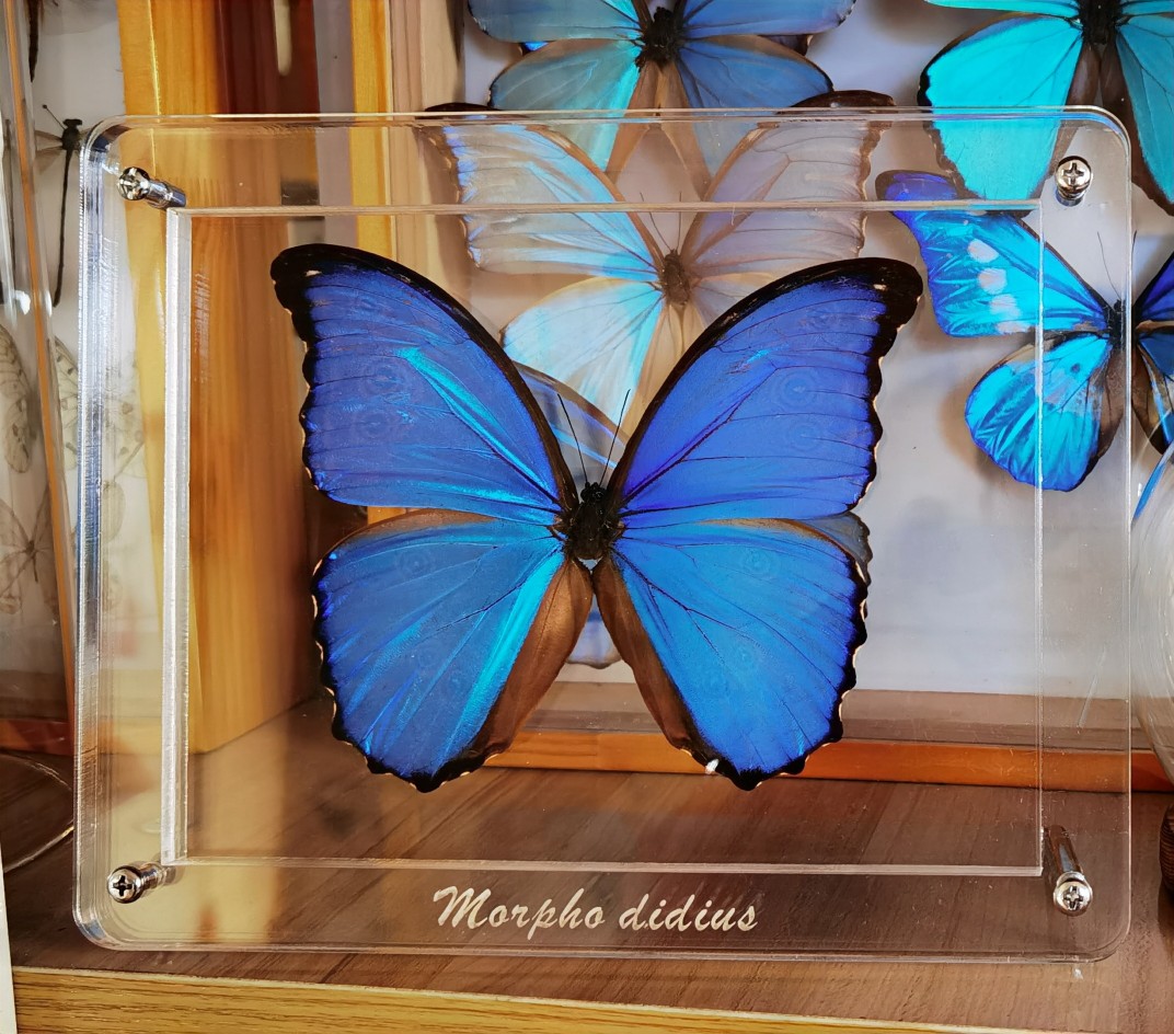 蓝色蝴蝶标本高清图片