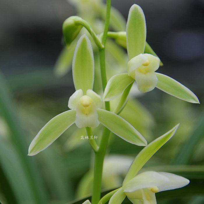 玉女兰素花国兰花阳台办公室绿植花卉盆栽夏带花绿植