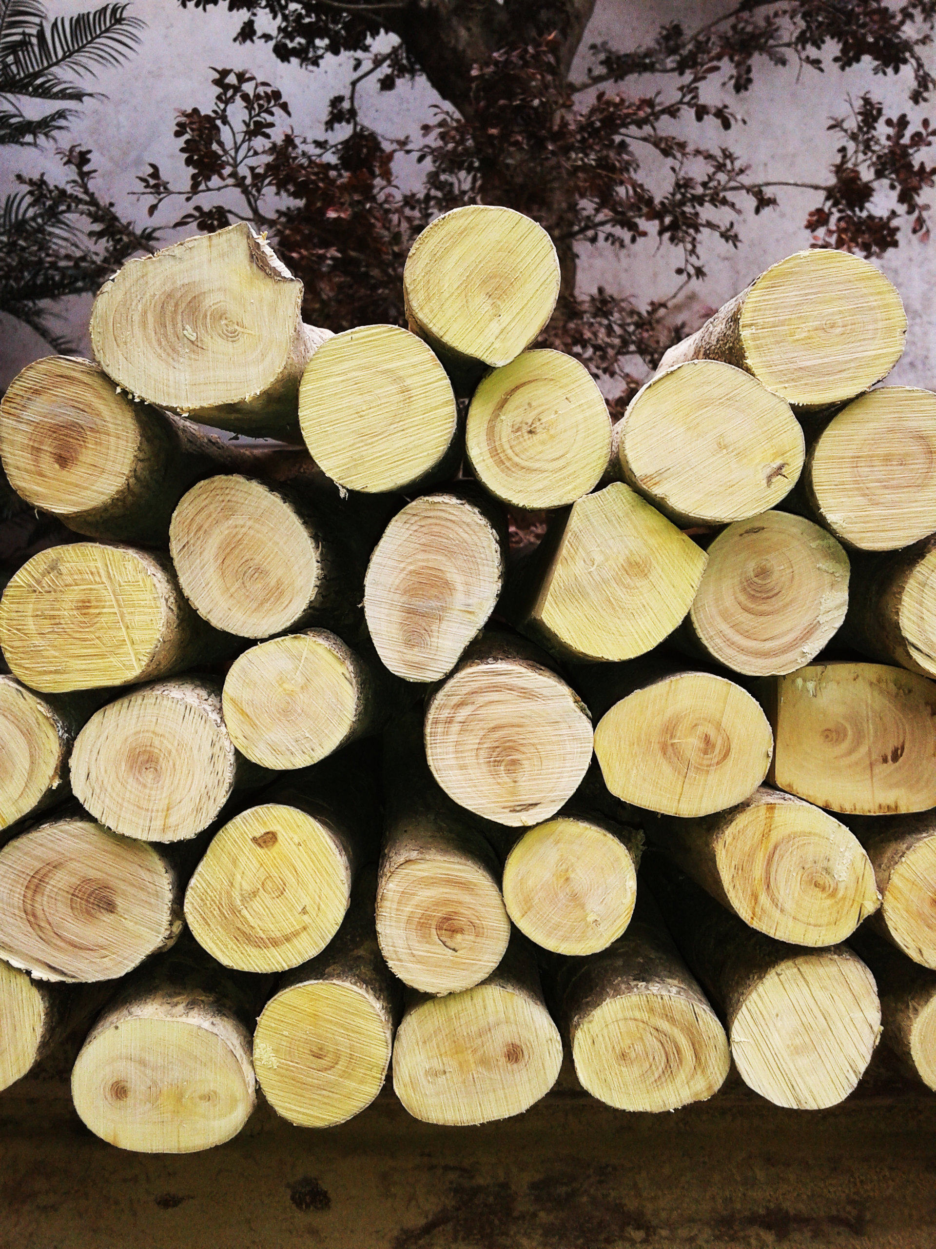 黄杨保真小叶木料珍珠佛珠原木毛料雕刻小料木雕